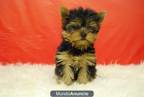 CACHORROS YORKSHIRE CON DOS MESES