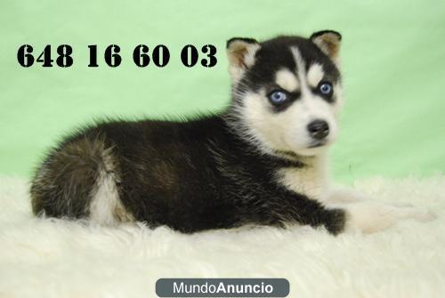 camadita de husky siberiano de dos meses