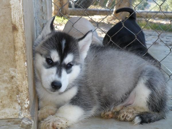 HUSKY CON PEDIGRI 250 E