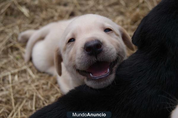 Labrador retriever, excelentes ejemplares