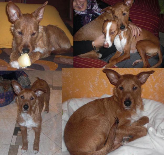 Marco, precioso cachorro podenco en adopcion