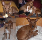 Marco, precioso cachorro podenco en adopcion - mejor precio | unprecio.es