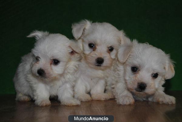 Peluchitos Bichon Maltes LOE