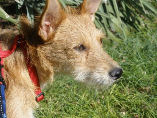 Robin, perrito pequeño en adopción