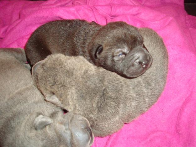 Shar Pei preciosos