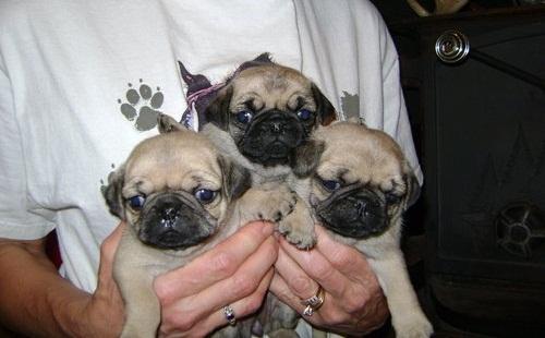 tenemos tres cachorros pug en venta