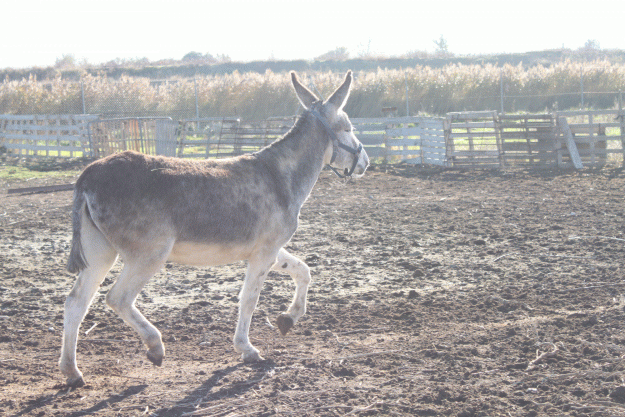 Venta de burros