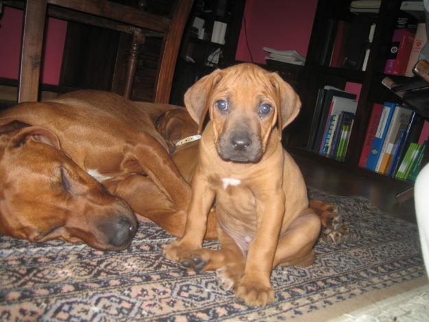 Excepcional cachorro macho de Rhodesian Ridgeback sin blanco, increíble para cría y show.