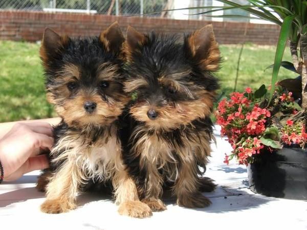 YORKSHIRE TERRIER TOY A 400  + GARANTIA