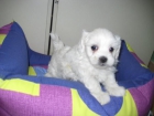 Bichon maltes - mejor precio | unprecio.es