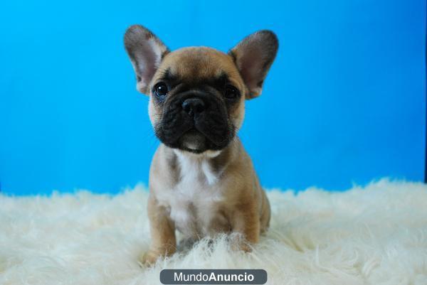 Bulldog frances Fawn, excelentes perritos