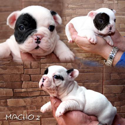 BULLDOG FRANCES PIRATA