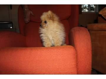 cachorro de spitz aleman enano ( pomerania )