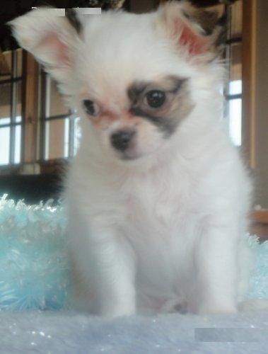 chihuahua hermoso cachorro listo para una familia encantadora.(hannabens32@yahoo.com)