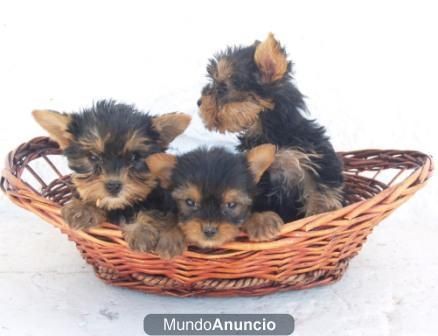 Disponible la mejor camada de Yorkshire Terrier. - Barcelona