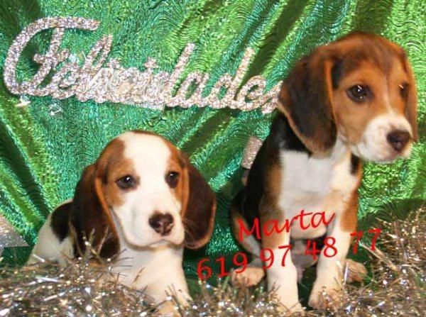 Impresionantes Beagle,buen precio