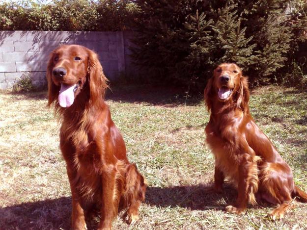 Vendo cachorros de setter irlandes