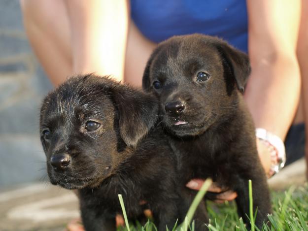 VENTA DE PRECIOSOS CACHORROS LABRADOR