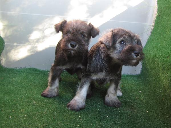 Schnauzers tamaño miniatura de colores sal y pimienta y negro plata.