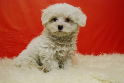 bichon maltes, camada de alta calidad, muy sociables y cariñosos