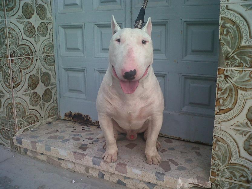 bull terrier standar para monta