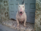 bull terrier standar para monta - mejor precio | unprecio.es