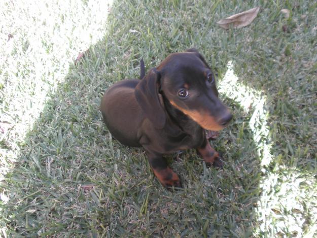 Cachorro Teckel miniatura pelo corto