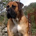 cachorros de boerboel