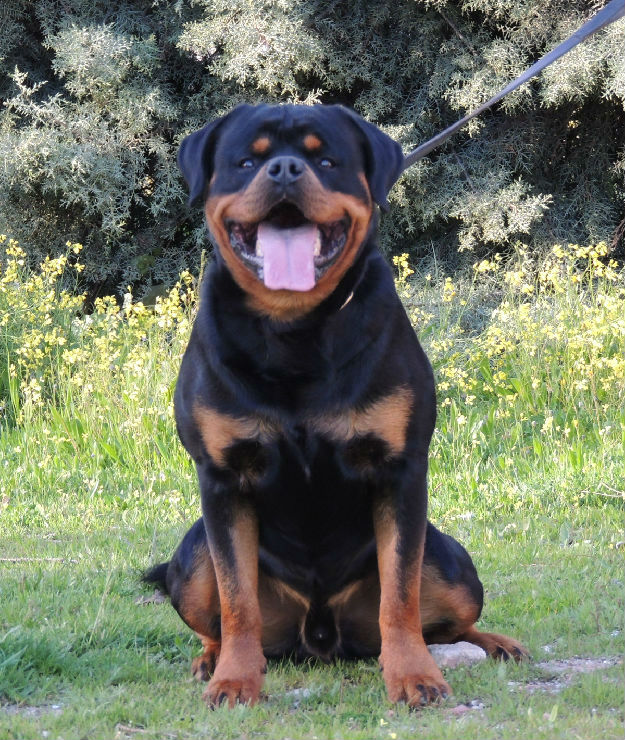 cachorros disponibles rottweiler calvijar rottweiler