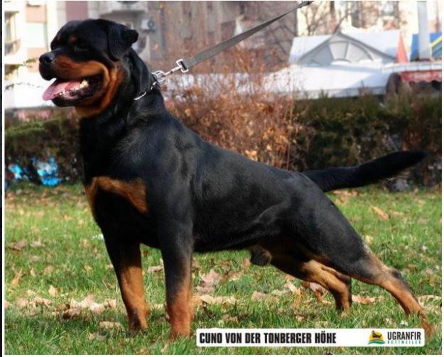 Camada de Rottweiler - Linea Alemana