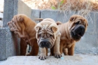 Magníficos Shar-pei ¡5 Años de Garantía - mejor precio | unprecio.es