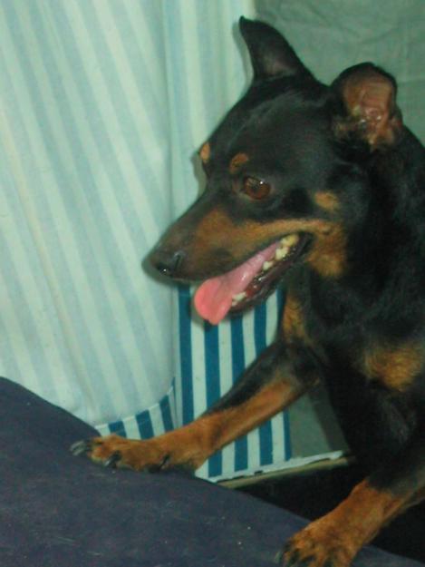 PINSCHER MINI BUSCO NOVIA GUAPA