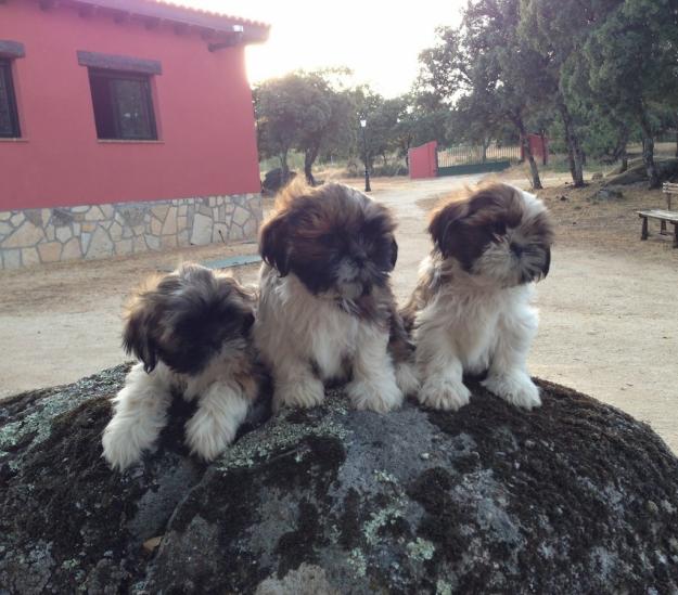 preciosa camada de shih Tzu Nacionales con pedigree LOE