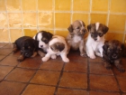 regalo cachorros de yorkshire con chihuahua 6 18 63 4785 - mejor precio | unprecio.es