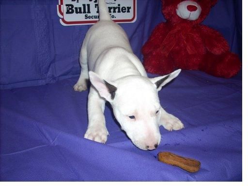 saludable pendientes cachorro bull terrier como un regalo !!