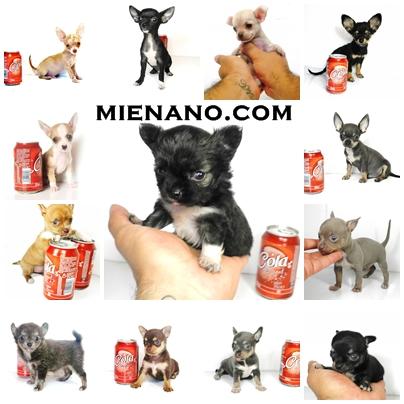 solo en mienano.com encontraras tu chihuahua toy