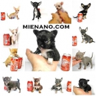 solo en mienano.com encontraras tu chihuahua toy - mejor precio | unprecio.es