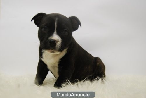 Stanfordshire Bullterrier Excelentes con pedigree