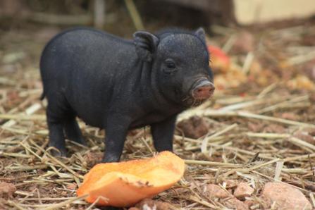 Vendo cerdo Vietnamita