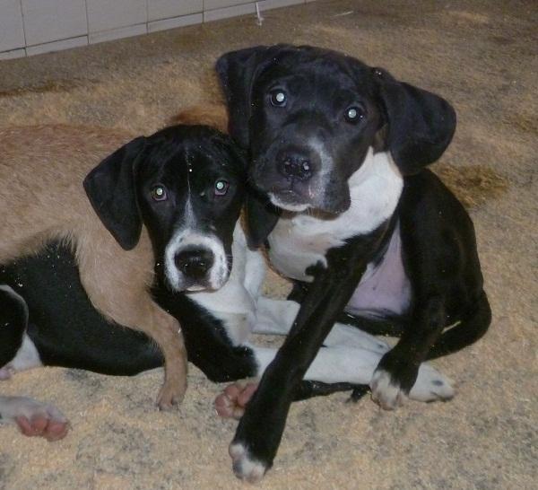 2 preciosos cachorritos de pointer en adopción (MURCIA)‏