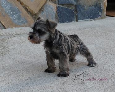 Cachorros Schnauzer MIniatura