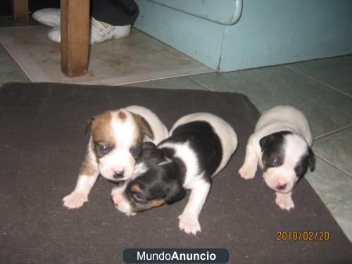 JACK RUSSELL VENDO HERMOSOS CACHORRITOS HIJOS DE CAMPEONES