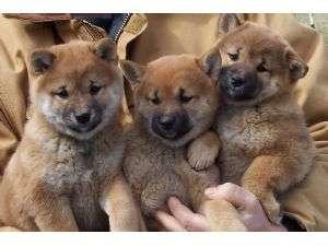 Shiba Inu cachorros