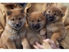 Shiba Inu cachorros - mejor precio | unprecio.es