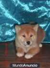 shiba inu - marron macho y hembra por regalo - mejor precio | unprecio.es