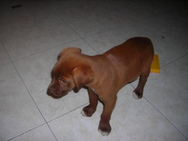 vendo cachorro vizsla