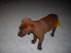 vendo cachorro vizsla - mejor precio | unprecio.es