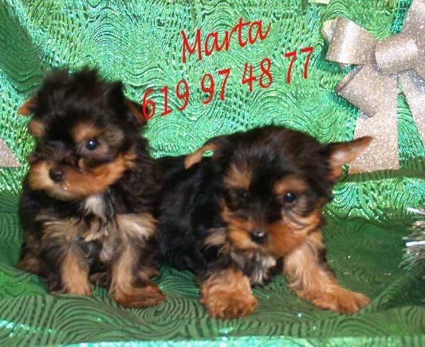 Yorkshire,cachorros de 2 meses,economicos