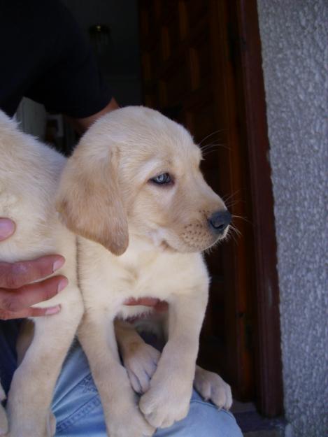 cachorritos de labrador muy bonitos