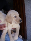 cachorritos de labrador muy bonitos - mejor precio | unprecio.es